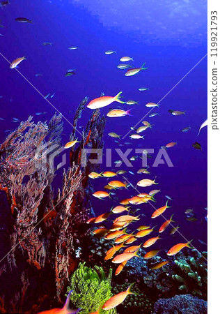 巴拉蘇東部根部的異花和金魚 巴拉蘇東部根部的異花和金魚 119921793