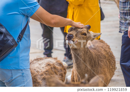 Tourists interacting with Nara deer in Nara Park 119921859
