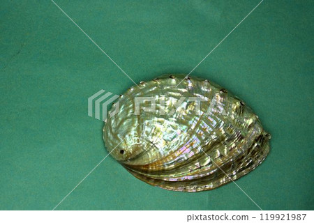 拋光鮑魚殼 拋光鮑魚殼 119921987