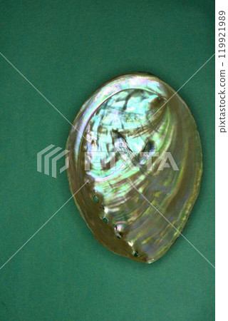 Polished abalone shell 119921989