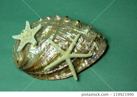 拋光的貝殼和海星,沖繩土特產 拋光的貝殼和海星,沖繩土特產 119921990
