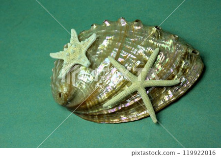 Polished shells and starfish - Okinawa souvenirs Polished shells and starfish - Okinawa souvenirs 119922016