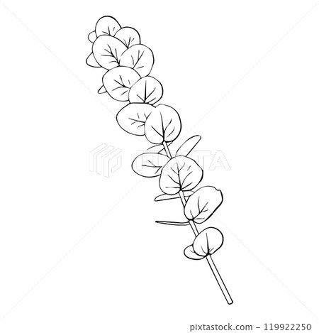 Hand drawn eucalyptus branch. Vector illustration of greenery Hand drawn eucalyptus branch. Vector illustration of greenery 119922250