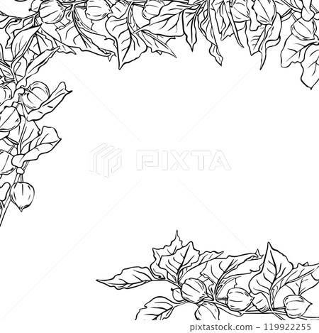 Physalis flowers frame, floral arrangement with leaves as a frame for design. Physalis branch. Vector Physalis flowers frame, floral arrangement with leaves as a frame for design. Physalis branch. Vector 119922255