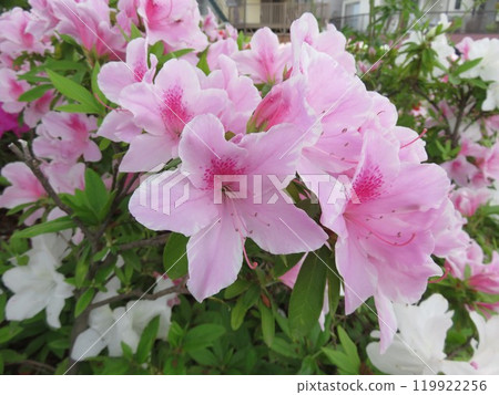 茅草花開得鮮豔 茅草花開得鮮豔 119922256