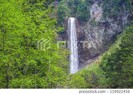 Hirayu Waterfall surrounded by fresh greenery (Hirayu Onsen, Okuhida Onsen Village) Hirayu Waterfall surrounded by fresh greenery (Hirayu Onsen, Okuhida Onsen Village) 119922456