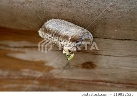 孵出的螳螂寶寶 119922523