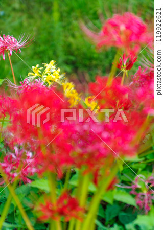 在satoyama開花的群狀孤挺花 119922621