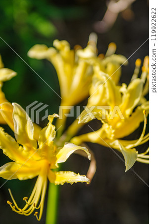 在satoyama開花的群狀孤挺花 119922622