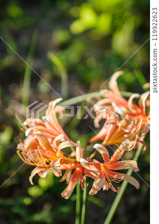 在satoyama開花的群狀孤挺花 119922623