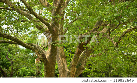 Trees 119922649