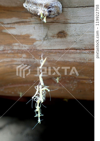 螳螂寶寶從蛋中孵化出來 119922708