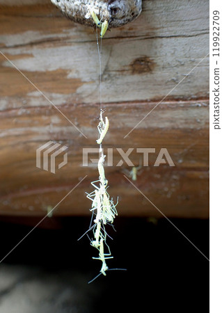 螳螂寶寶從蛋中孵化出來 119922709