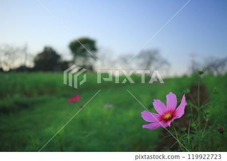 宇宙開始綻放 119922723