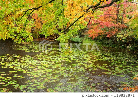 Autumn leaves of Yanohara Marsh 119922971