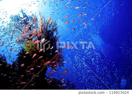 巴拉蘇東部根部的異花和金魚 巴拉蘇東部根部的異花和金魚 119923024