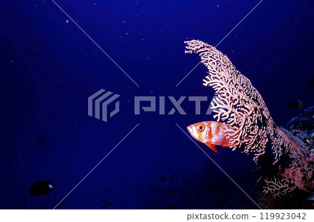 Isobana and grouper 119923042