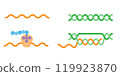 DNA, RNA, and tRNA 119923870