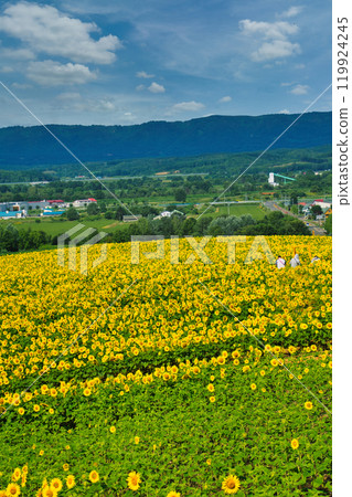 Sunflower field Sunflower field 119924245