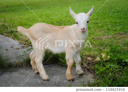 Baby goat from Okinawa Prefecture (Kuroshima) Baby goat from Okinawa Prefecture (Kuroshima) 119925916