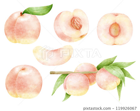 水彩畫的桃子插圖集 119926067
