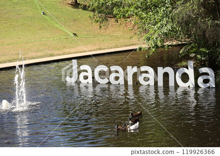 Jacaranda sign and duck 119926366