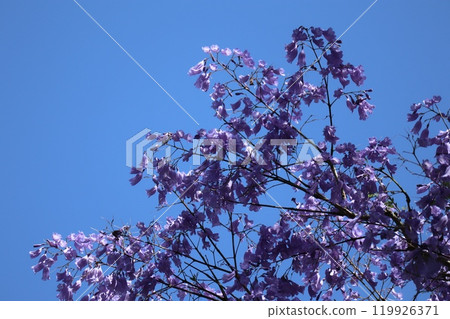 藍花楹花瓣 藍花楹花瓣 119926371