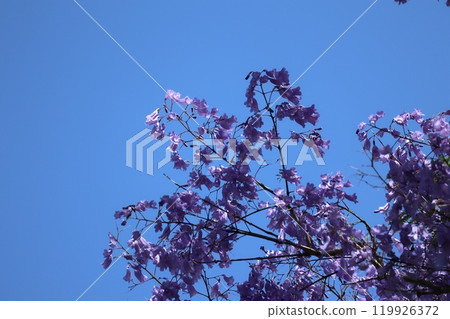 藍花楹花瓣 119926372