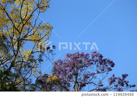 黃色和紫色的藍花楹 119926488