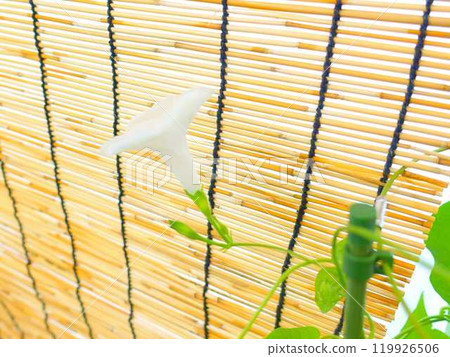 牽牛花牽牛花牽牛花 牽牛花牽牛花牽牛花 119926506