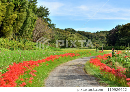A couple walking their dog along a path in a park filled with blooming spider lilies A couple walking their dog along a path in a park filled with blooming spider lilies 119926622