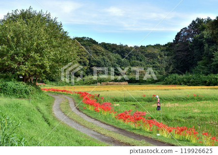 稻田旁路上的稻草人和紅蜘蛛百合 119926625
