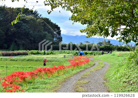 稻田旁路上的稻草人和紅蜘蛛百合 稻田旁路上的稻草人和紅蜘蛛百合 119926628
