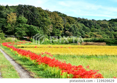 A scarecrow on the road beside a rice field and red blooming spider lilies A scarecrow on the road beside a rice field and red blooming spider lilies 119926629