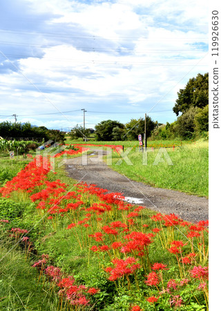 Red spider lilies blooming on the side of the road where puddles remain from the previous day's rain Red spider lilies blooming on the side of the road where puddles remain from the previous day's rain 119926630