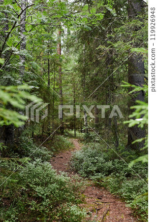 Vertical background image of winding footpath in wild green forest with tall trees no people copy space 119926948