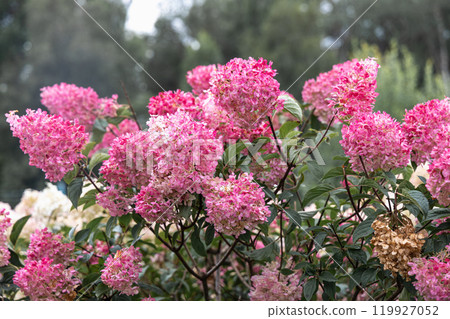 Hydrangea paniculata Vanille Fraise on a stem 119927052