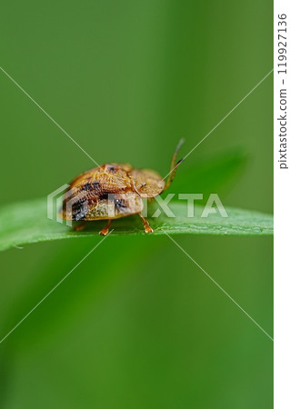 Camelliopoda Camelliopoda 119927136