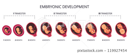 Embryo month stage growth, fetal development vector flat infographic icons. Medical illustration of foetus cycle from 1 to 9 month to birth and combined into trimesters Embryo month stage growth, fetal development vector flat infographic icons. Medical illustration of foetus cycle from 1 to 9 month to birth and combined into trimesters 119927454