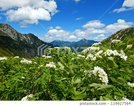 Summer Tsurugisawa: Blooming Rowan flowers Summer Tsurugisawa: Blooming Rowan flowers 119927564