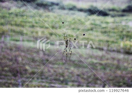被蜘蛛網纏住的小生物會被纏住並被吃掉。自然圈 119927646