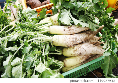 新鮮的蘿蔔無論是泡菜還是蘿蔔泥，都很美味，對身體也有好處。 119927648