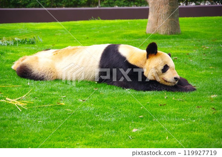 Panda lying on the grass 119927719