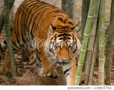 逼真的竹林虎 逼真的竹林虎 119927758