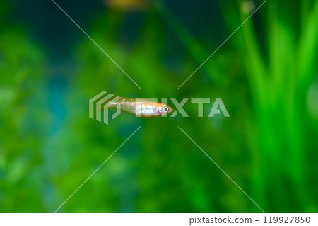 Himedaka Himedaka 119927850