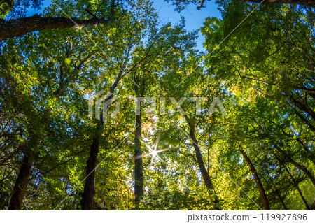 Sunlight through the fall 119927896