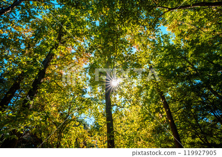 Sunlight through the fall 119927905