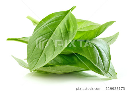 fresh green basil leaf fresh green basil leaf 119928173