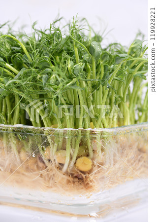 Green pea seed sprouts Green pea seed sprouts 119928221