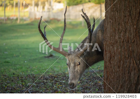 Pere David's deers male (Elaphurus davidianus) 119928403